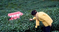 沉仓供应链计谋进入本色落地期 拼多多一季度营
